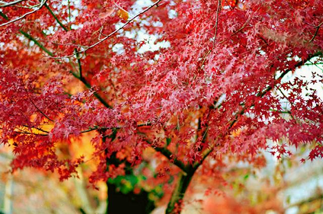 momiji.jpg